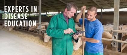 And their 100 Day Plan for healthier and heavier lambs.